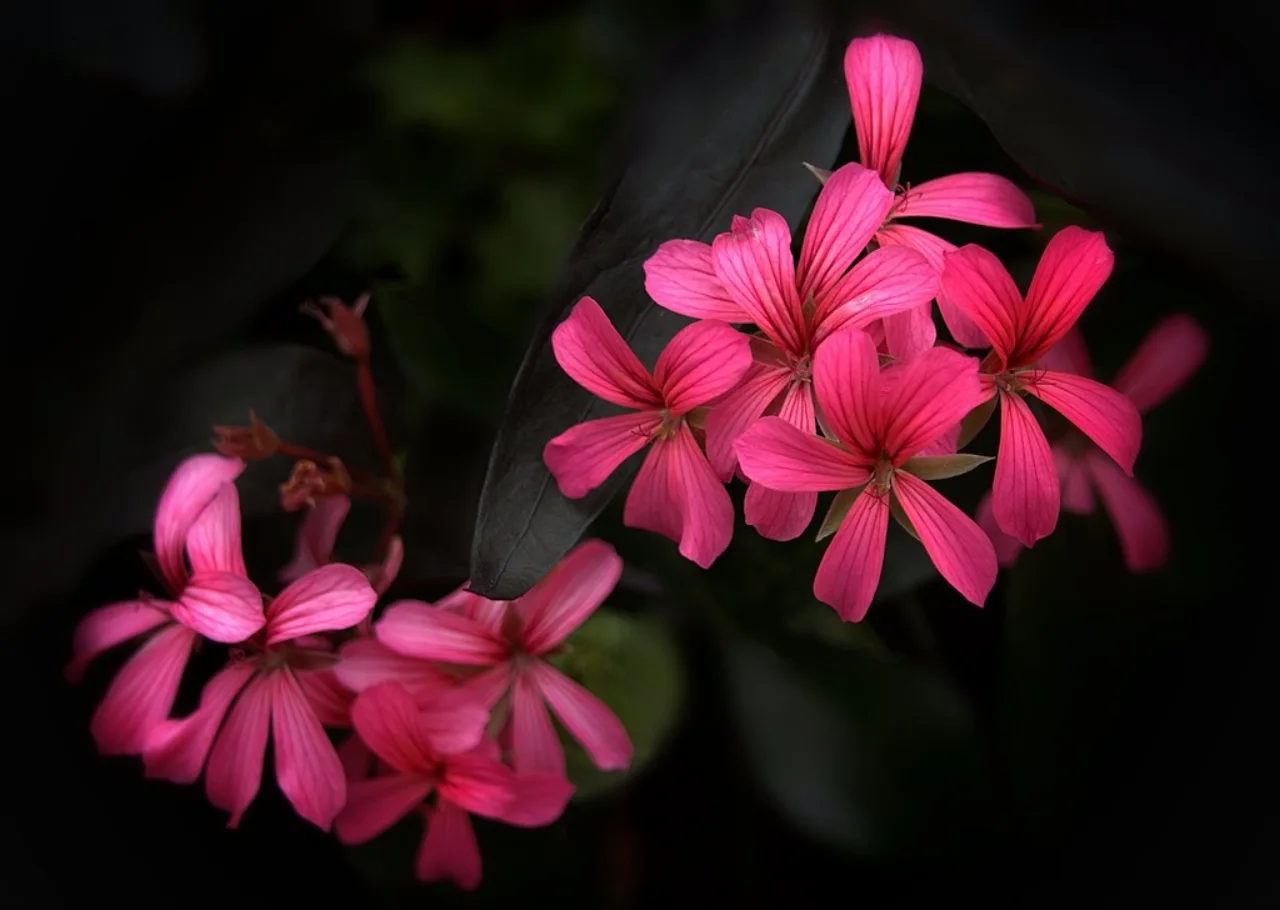 Vivid pink flowers photographed at Allan Gardens Conservatory.