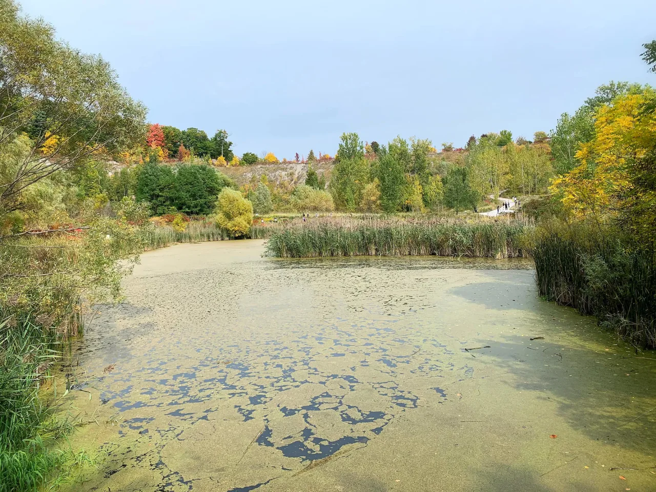A pond, reeds, walking path and exposed quarry slope at Don Valley Brick Works Park.