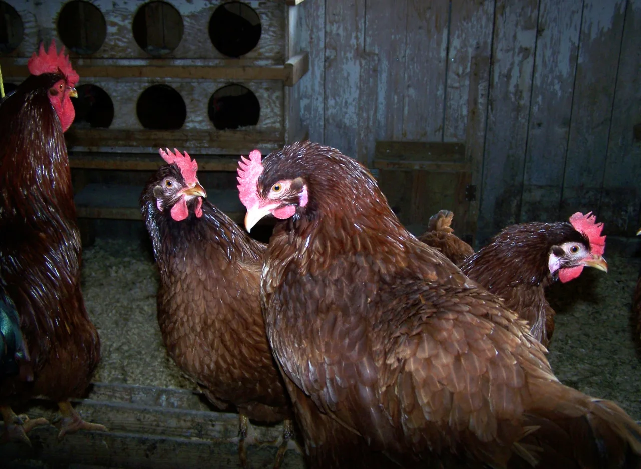 Chickens in the poultry area at Riverdale Farm.