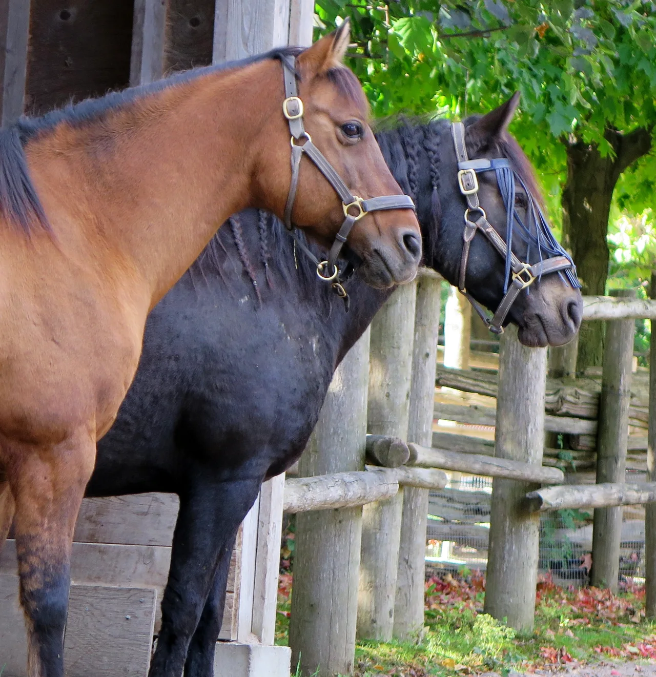 Two horses beside the fence at Riverdale Farm.