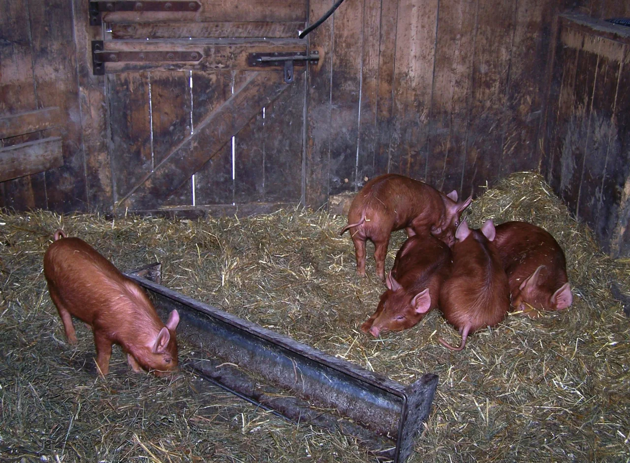 Pigs resting and moving through straw inside a barn at Riverdale Farm.