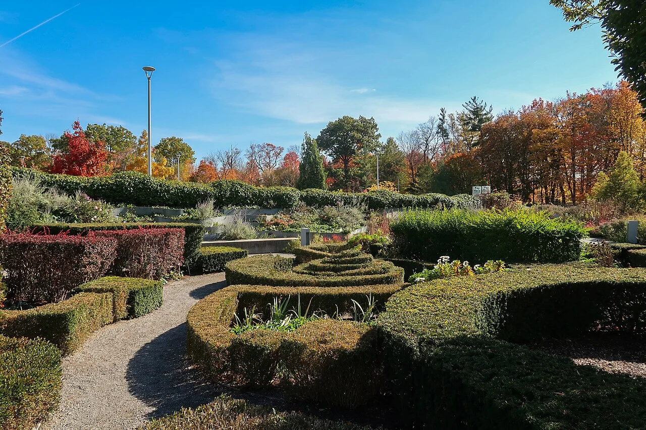 Beryl Ivey Knot Garden with clipped hedges and autumn trees at Toronto Botanical Garden.