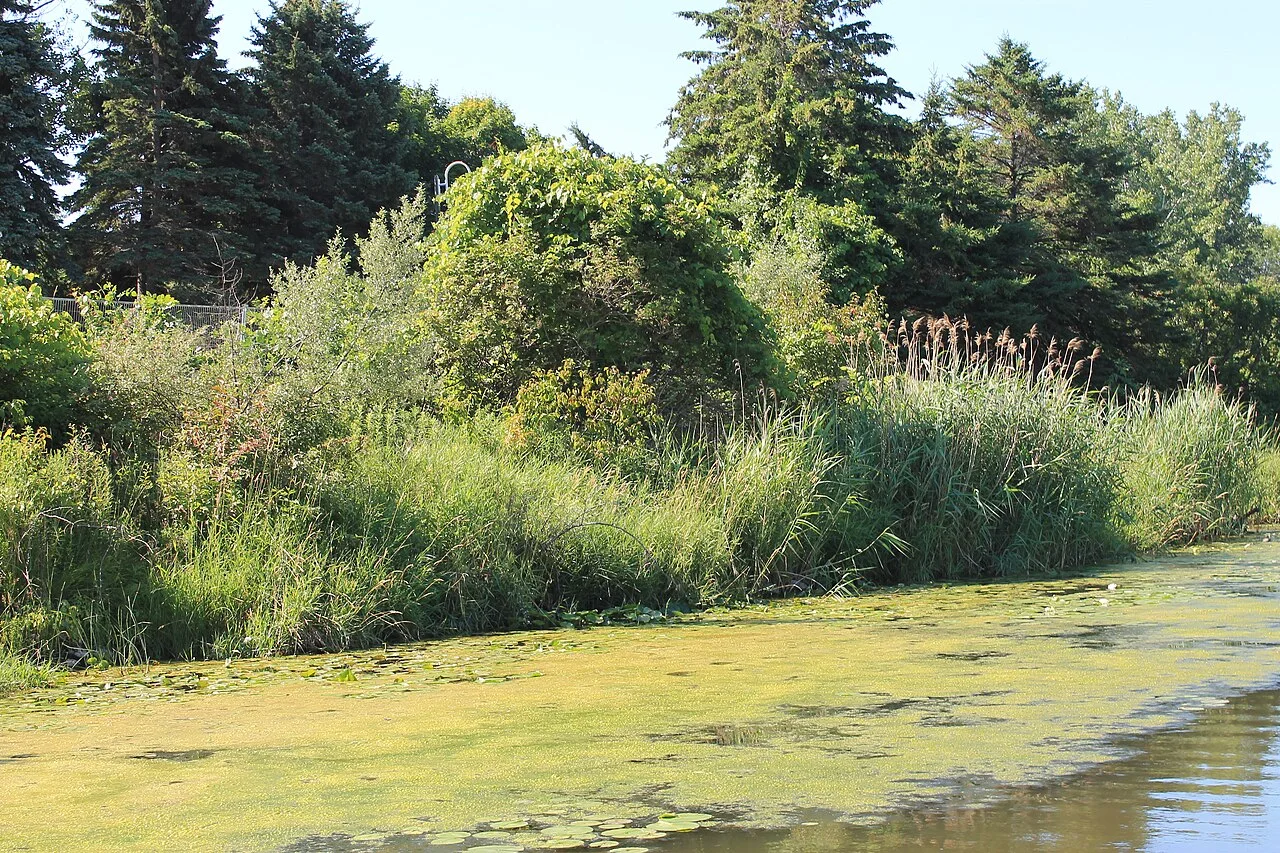 Reeds, trees and floating plants around a pond in Bluffer’s Park.