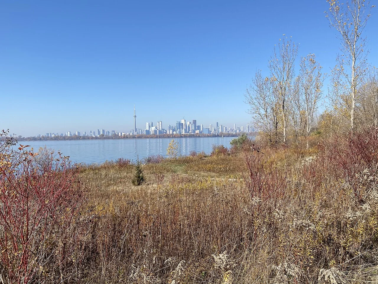 Toronto skyline across the water from autumn vegetation at Tommy Thompson Park.