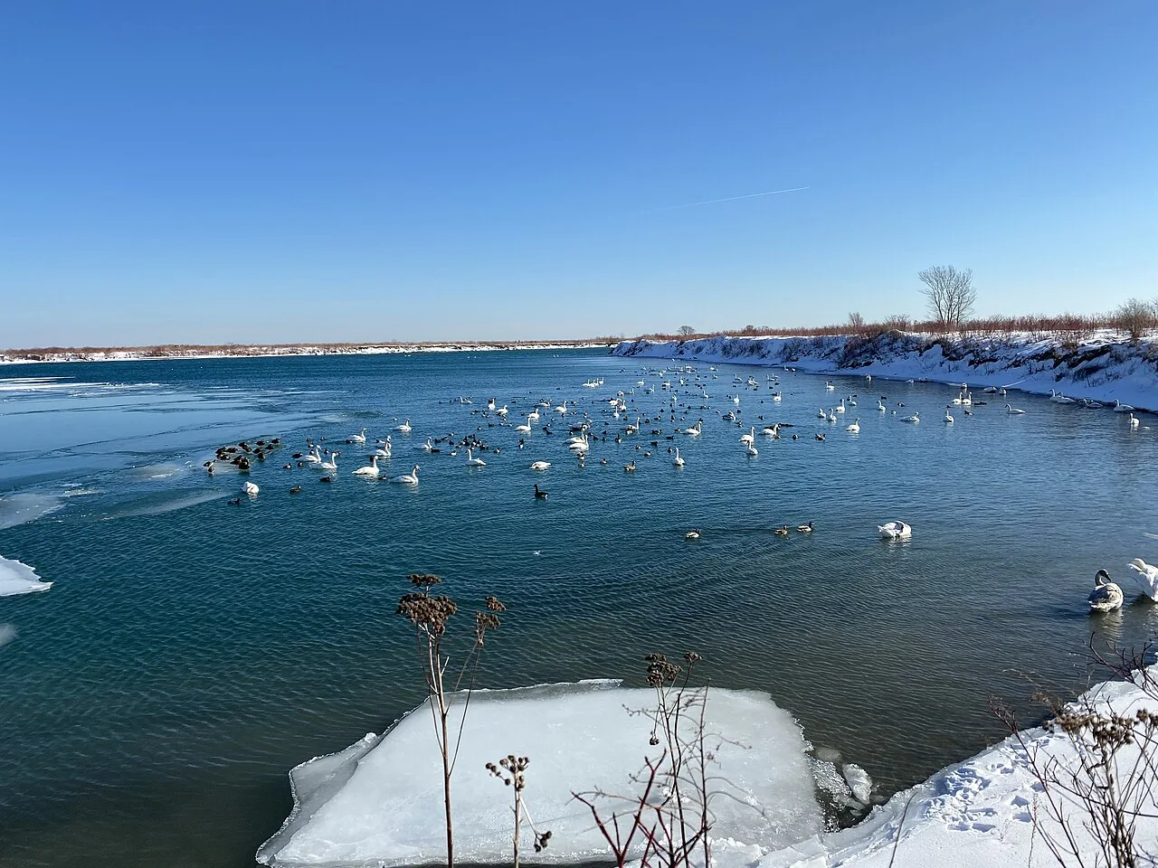 Waterbirds gathered on open water bordered by snow at Tommy Thompson Park.