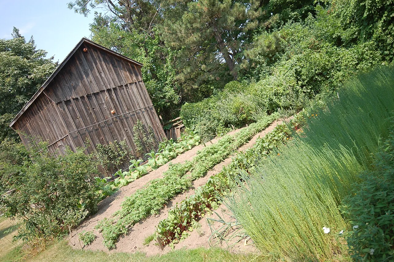 Vegetable beds and a wooden outbuilding at the Village at Black Creek.