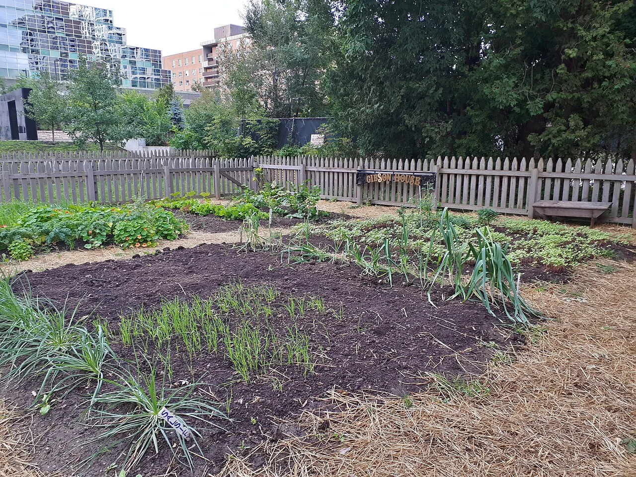 Gibson House vegetable garden after harvest with condominium towers beyond.