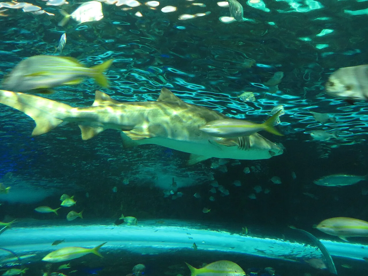 Shark and fish viewed through aquarium water at Ripley’s Aquarium of Canada.