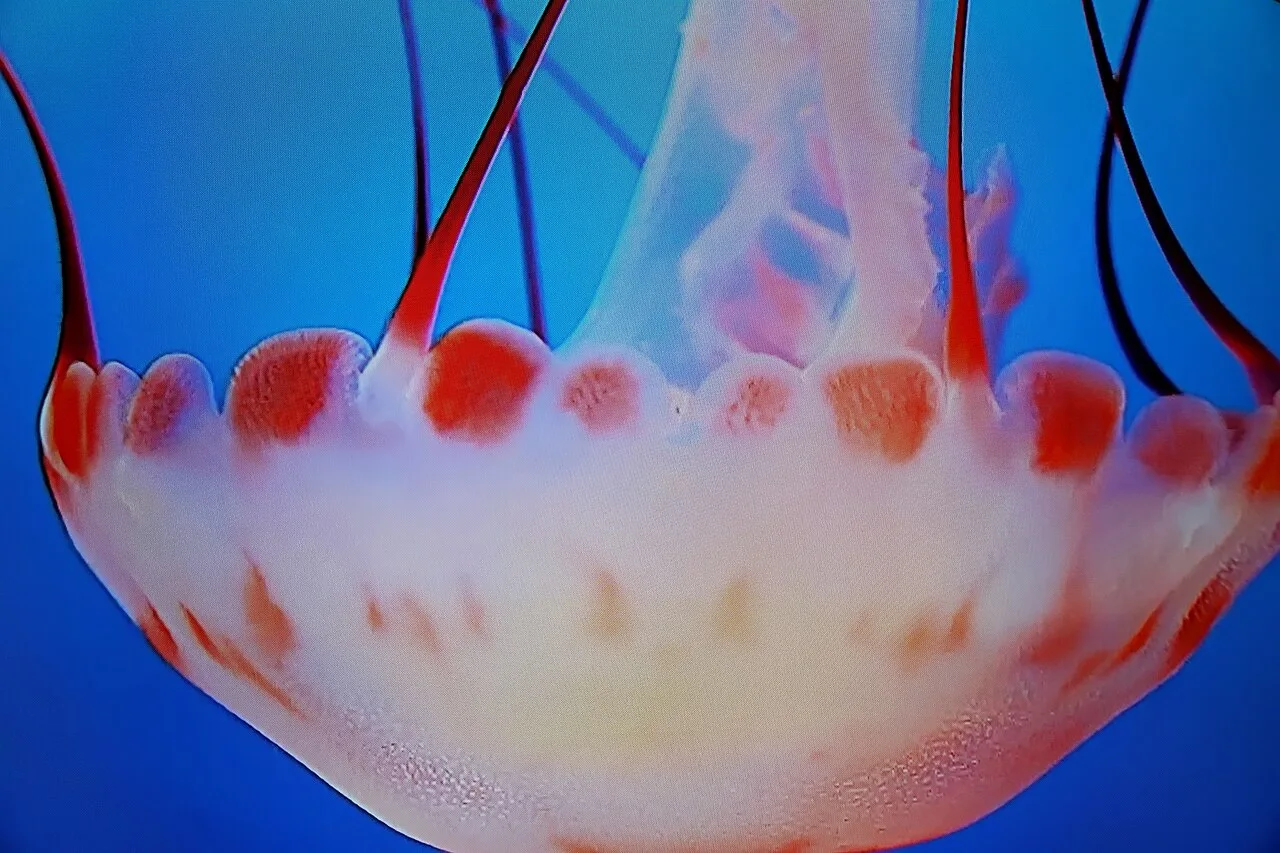 Close view of a jellyfish against blue lighting at Ripley’s Aquarium of Canada.