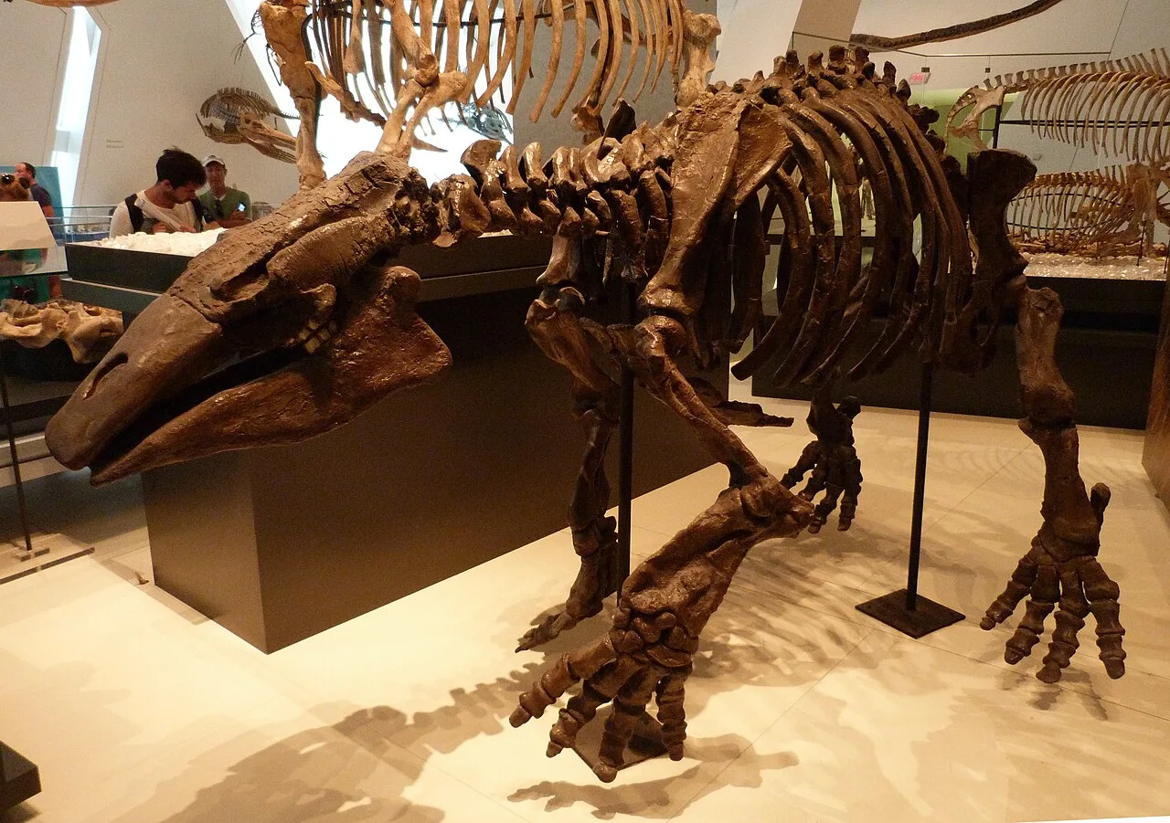 Desmostylus fossil skeleton displayed at the Royal Ontario Museum.