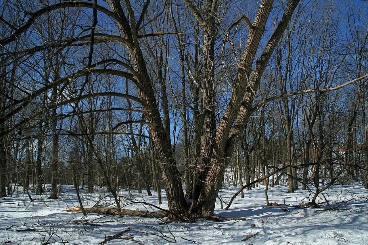 Snow-covered woodland in Thomson Memorial Park in Scarborough.