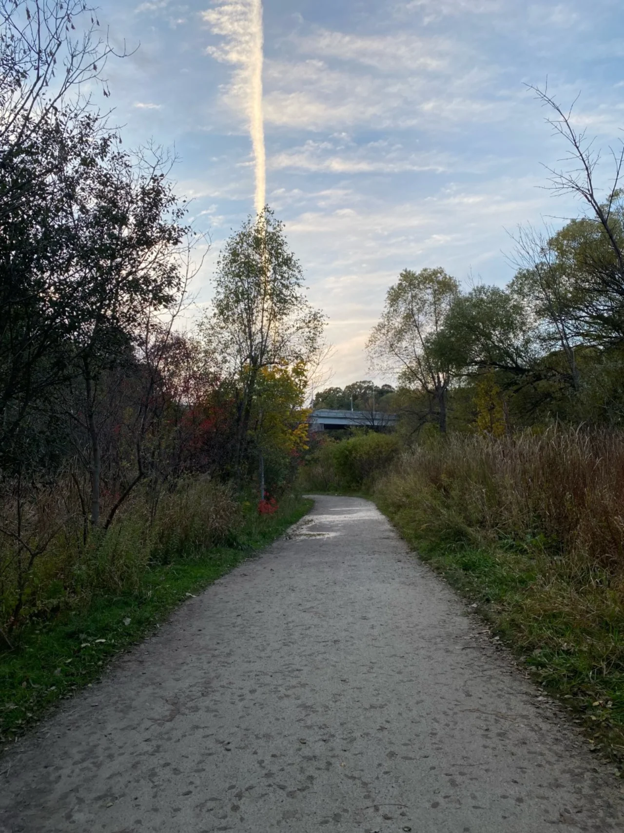 An unpaved Cedarvale Ravine path between grasses and trees.