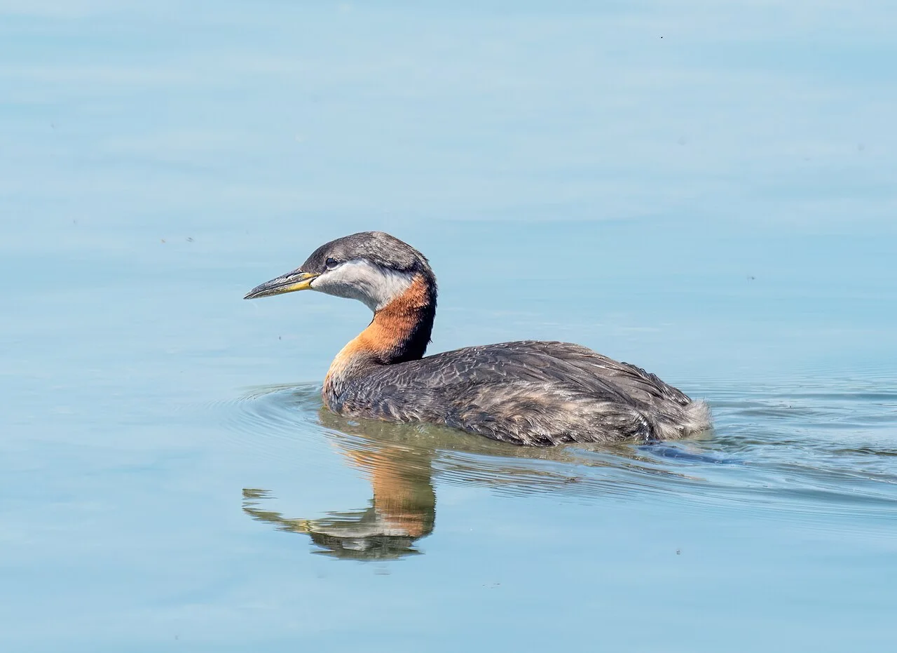 A red-necked grebe swimming at Colonel Samuel Smith Park.