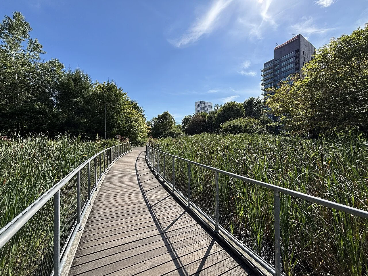 A boardwalk with railings through tall marsh plants at Corktown Common.