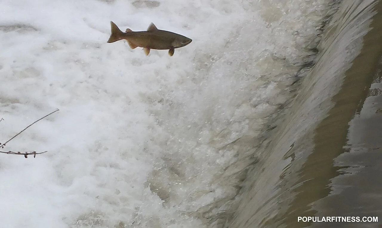 A salmon jumping through river water on Toronto’s Humber River.