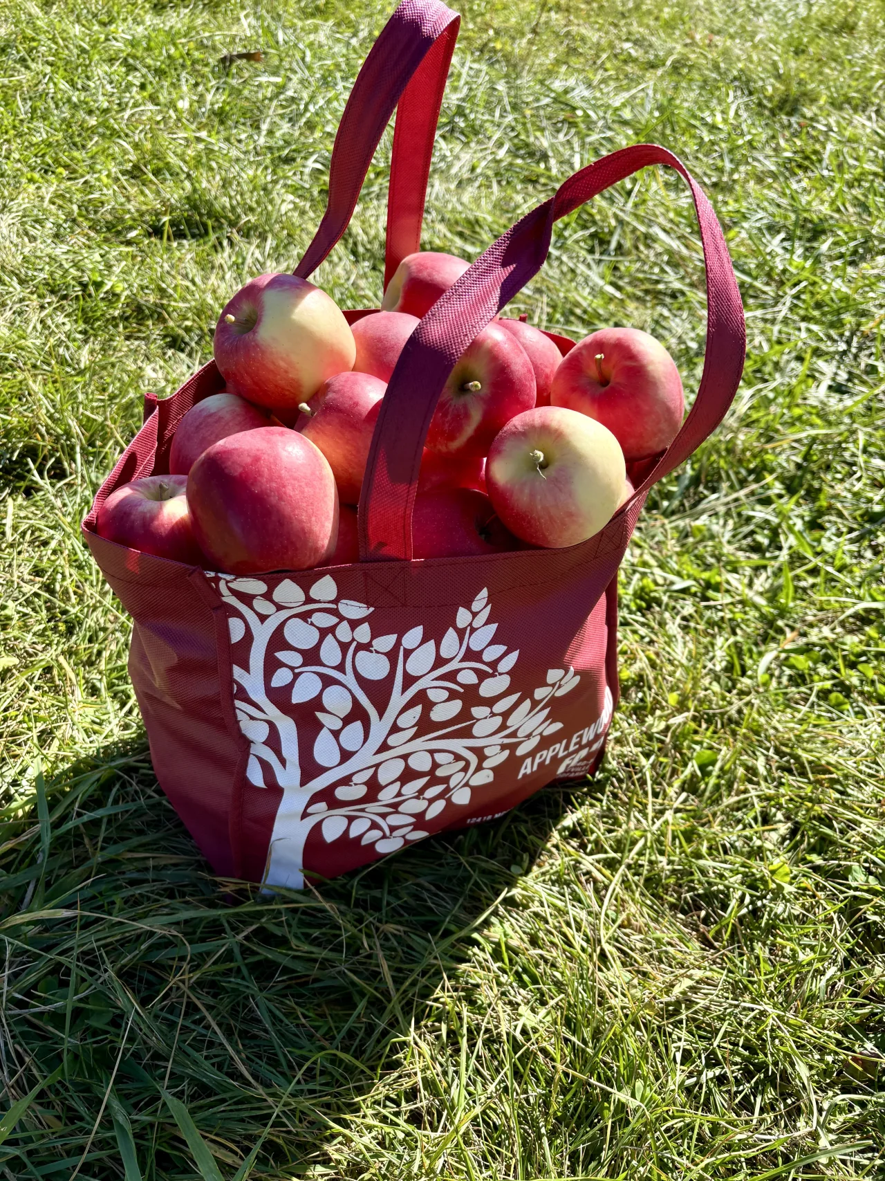 Freshly picked red and yellow apples in a red Applewood Farm bag on grass.