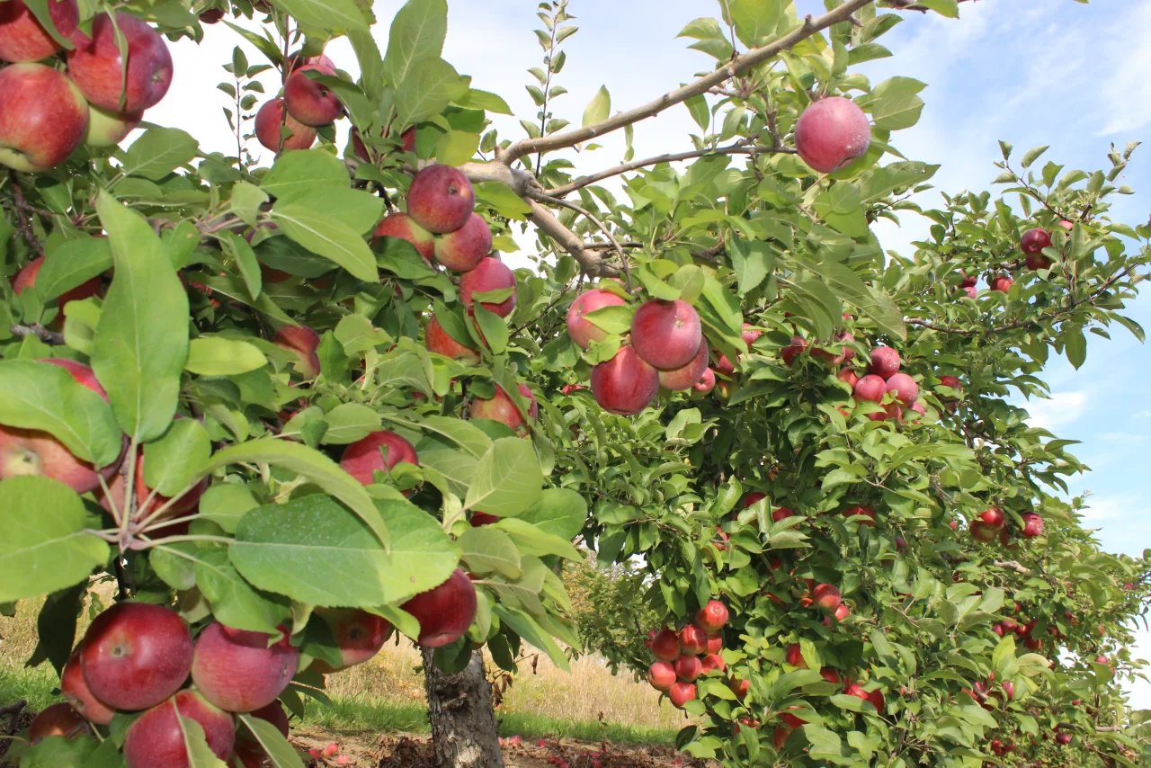 Red apples growing on leafy trees in a Brampton orchard.