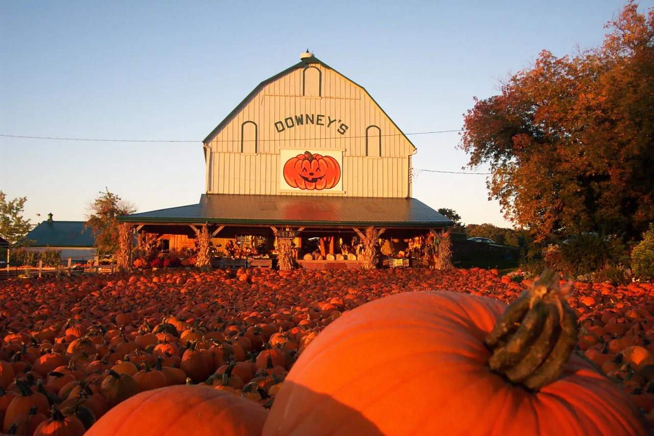 Orange pumpkins cover the ground in front of the yellow Downey’s Farm Market barn.