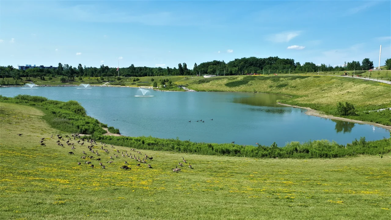 A pond with fountains and geese surrounded by grassy paths at Downsview Park.