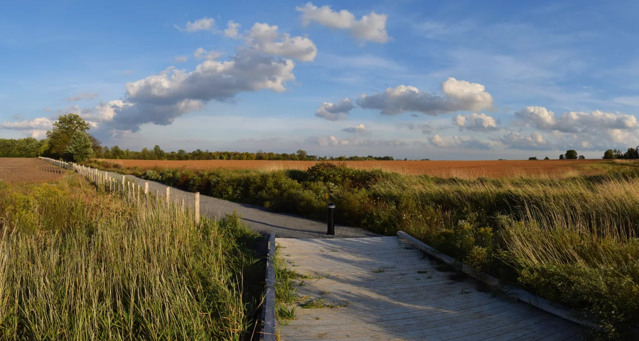 A boardwalk joins a gravel walking trail beside fields in the northern part of Rouge National Urban Park.